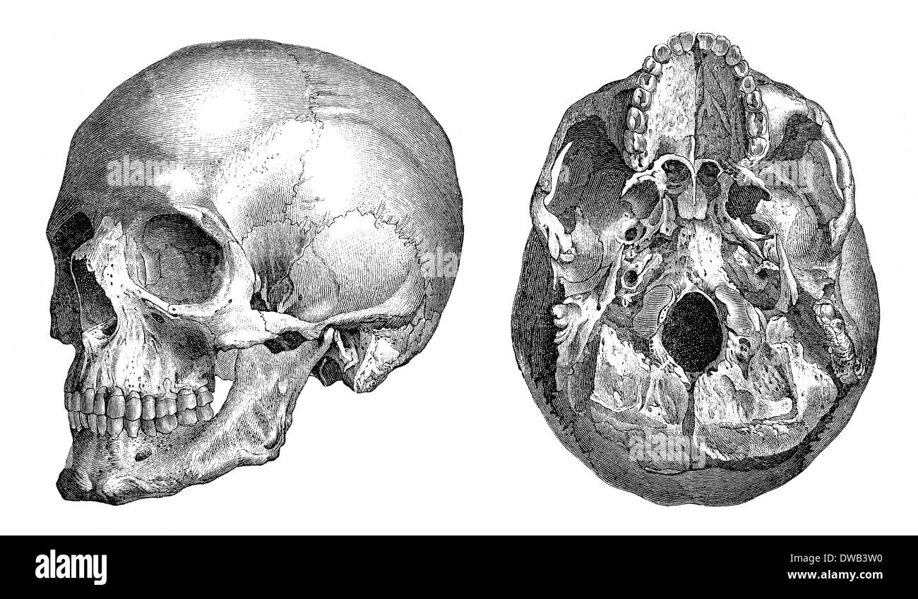 Menschlicher Schädel, anatomische Abbildung, 19. Jahrhundert Stockfoto