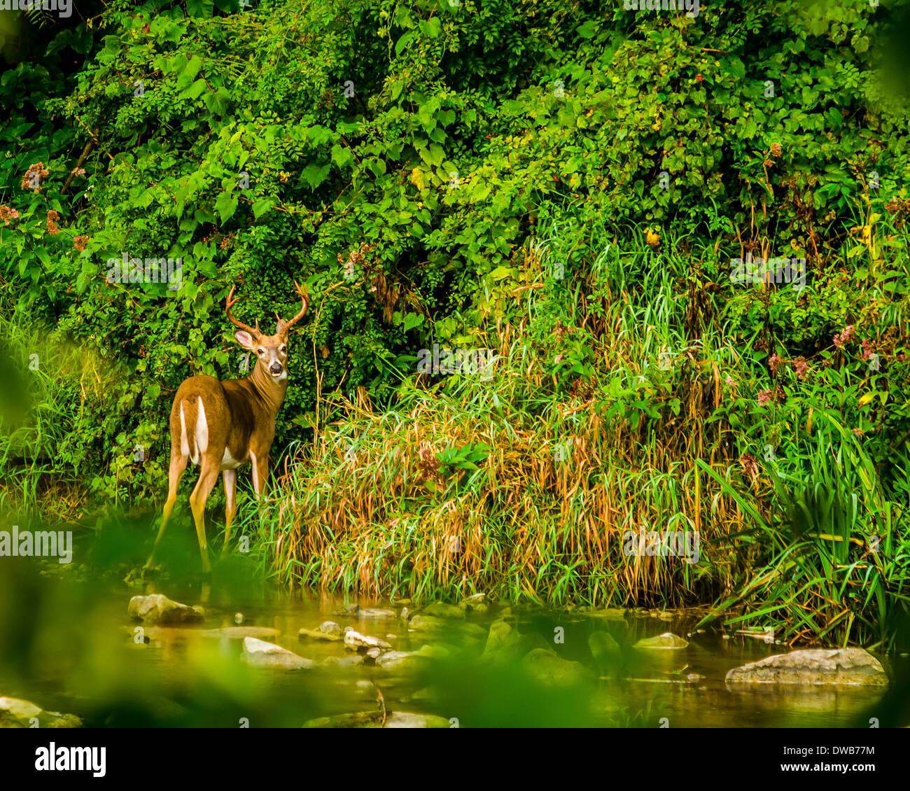 Whitetail Deer Buck stehen am Rande eines Baches. Stockfoto