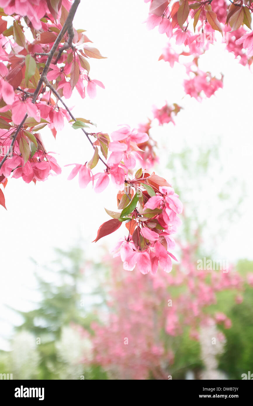 Nahaufnahme von einem rosa Kirschblüte Zweig Stockfoto
