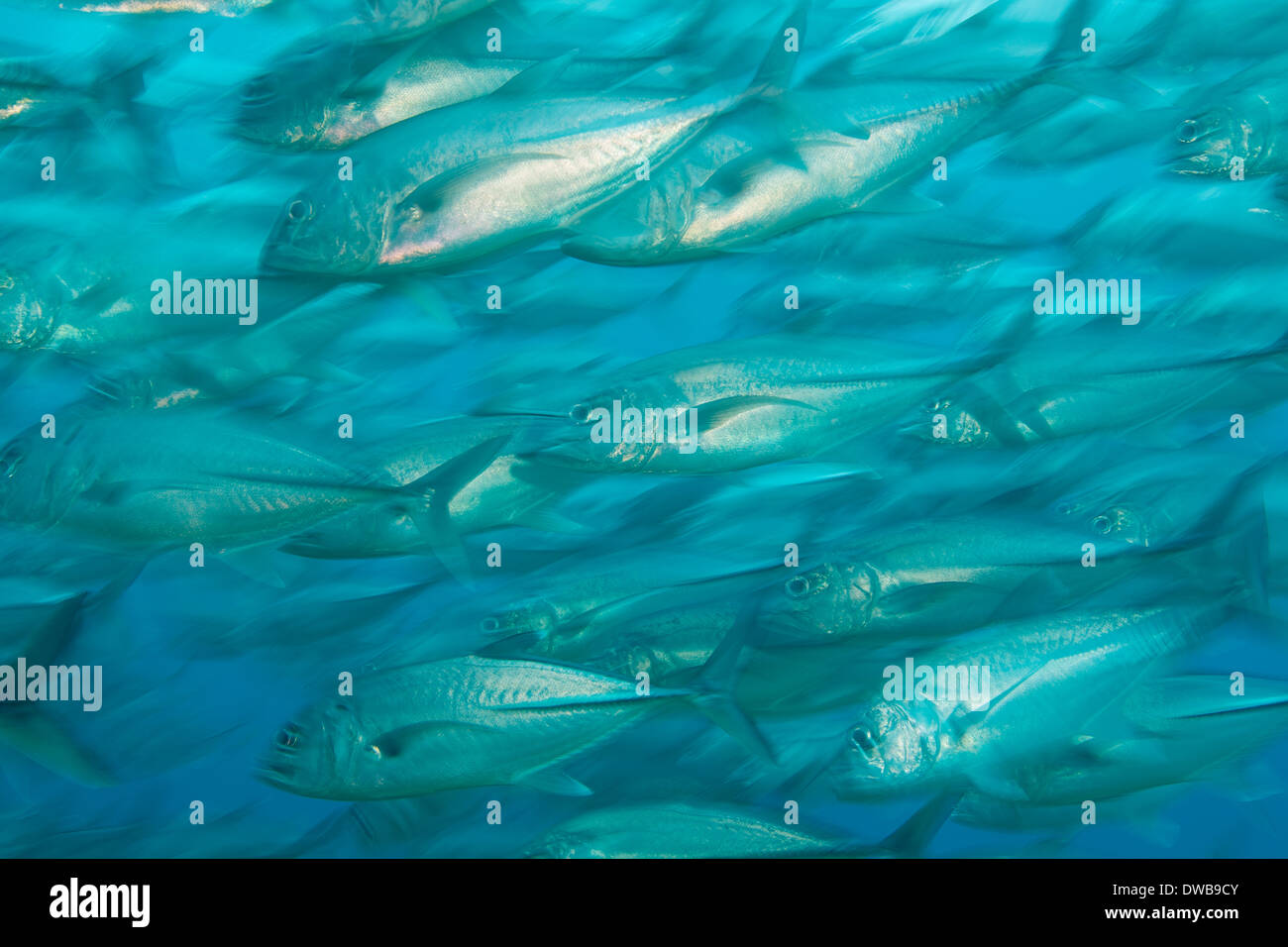 Masse der Bigeye Makrelen. Stockfoto