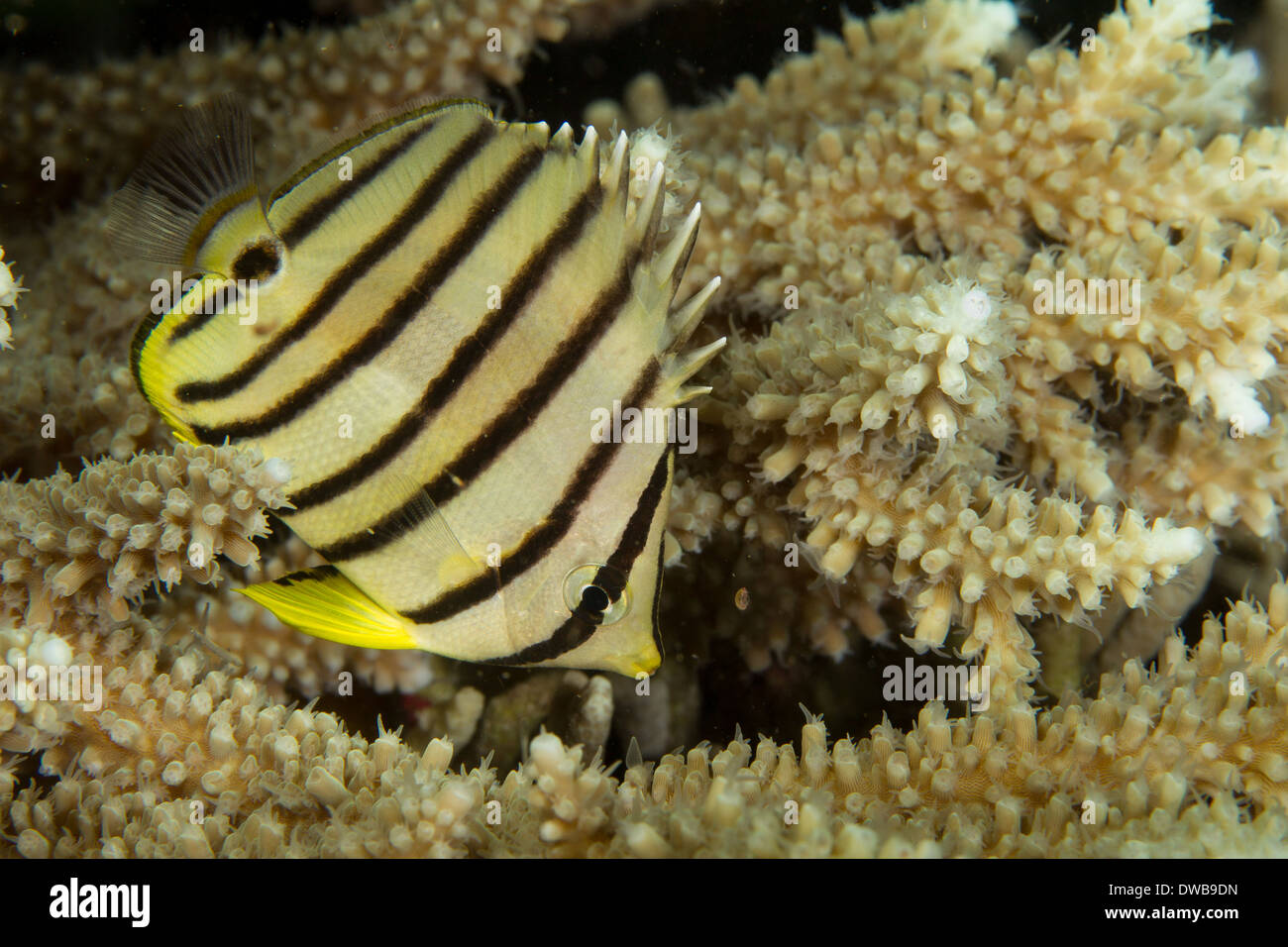 Acht-banded Butterflyfish. Stockfoto
