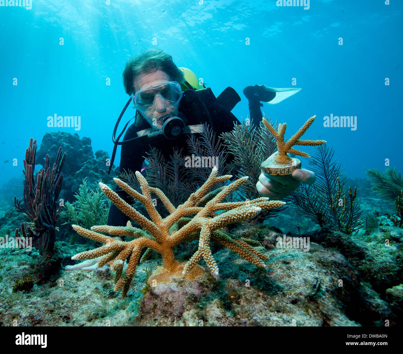 Transplantation von Korallen. Stockfoto