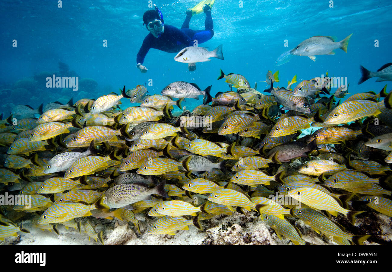 Schnorchler und Fischschwärme. Stockfoto