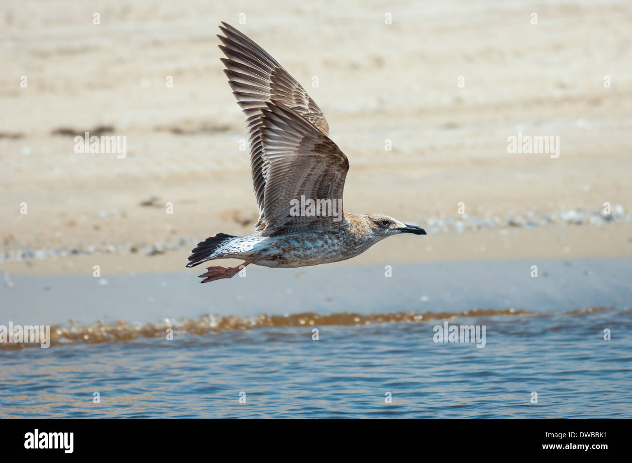 Möwen fliegen über das Meer Stockfoto