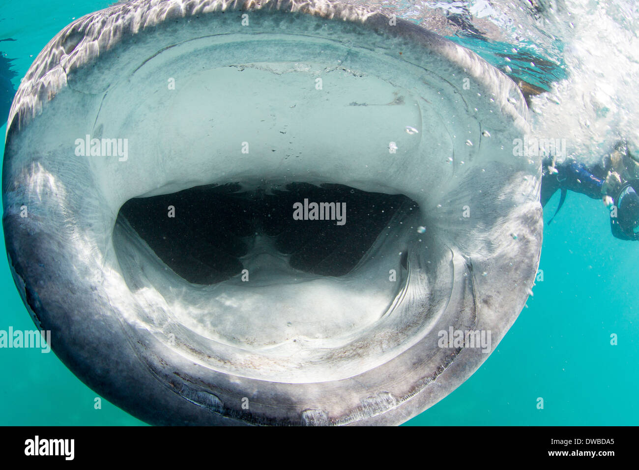 Offenem Mund der Walhai Stockfoto