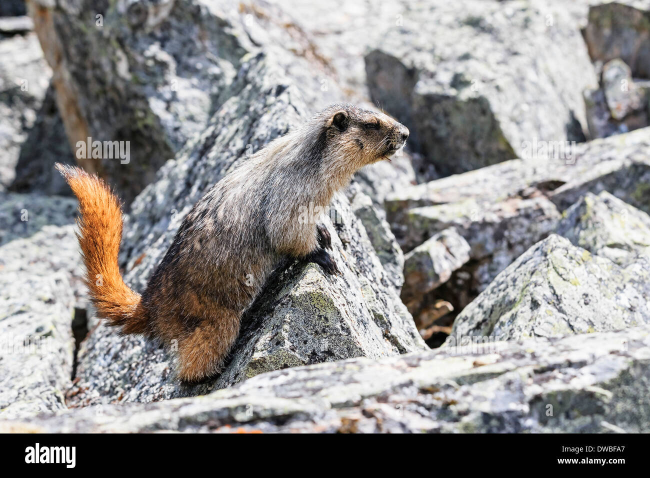 Kanada, British Columbia, Yoho Nationalpark, Hoary Murmeltier (Marmota Caligata) Stockfoto