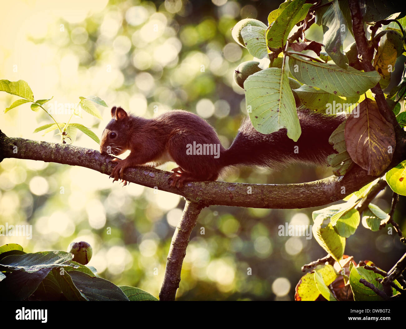 Deutschland, rote Eichhörnchen (Sciurus Vulgaris) auf AST auf Nussbaum Stockfoto