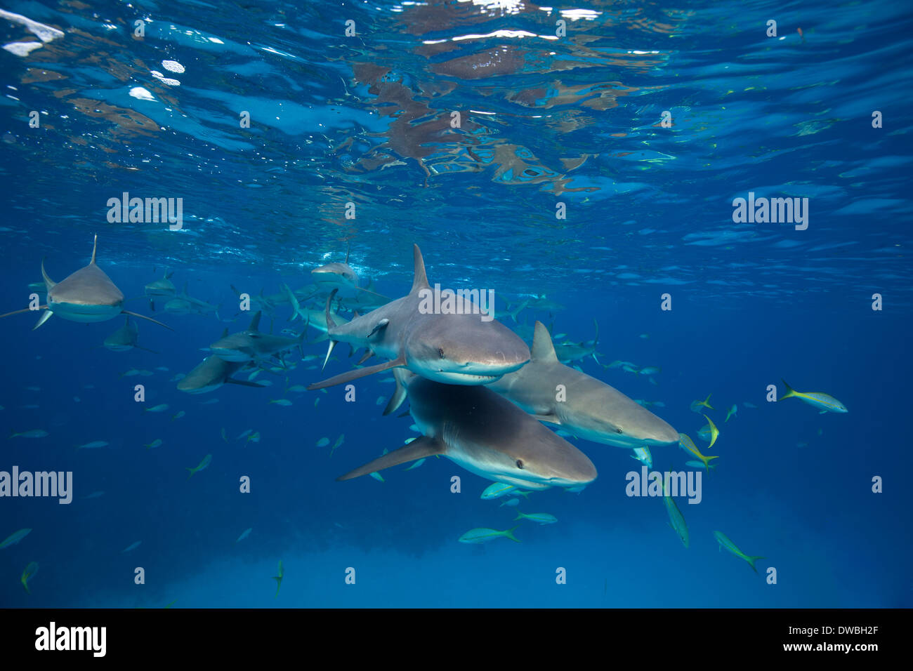 Riffhaie an der Oberfläche. Stockfoto