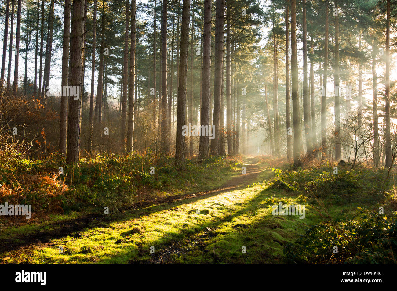Frühen Morgenlicht in Blidworth Woods, Nottinghamshire, England UK Stockfoto