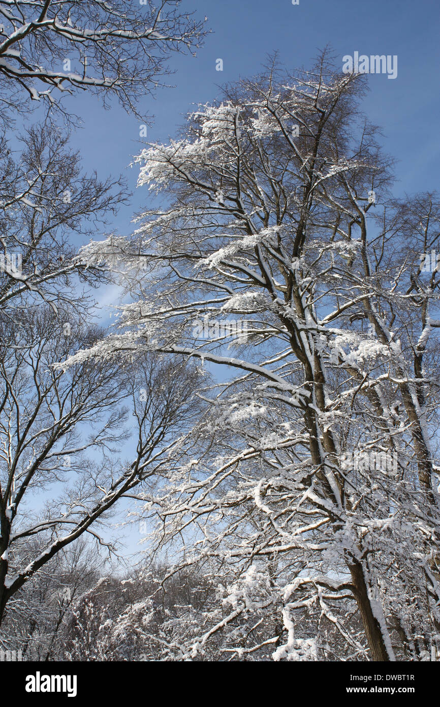 Hellen verschneiten Bäumen #3 Stockfoto