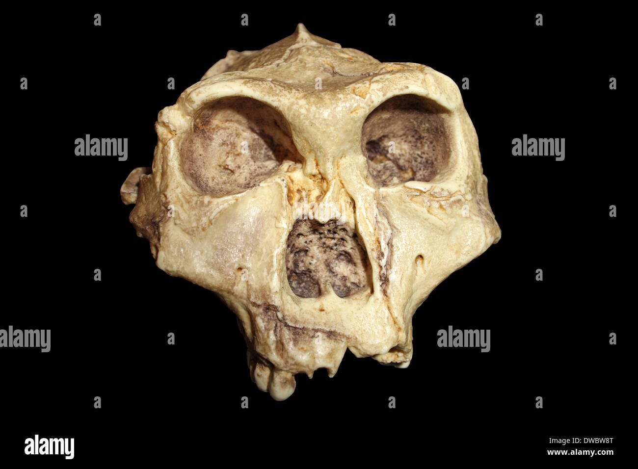 Australopithecus (Paranthropus) robustus Stockfoto