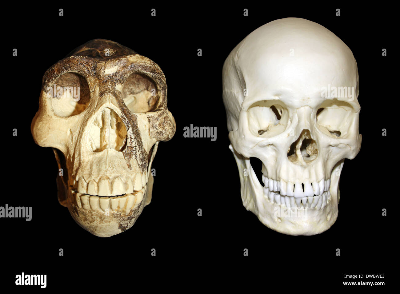 Zhoukoudian (Choukoutien) Homo Erectus Schädel Vs modernen Homo sapiens Schädel Stockfoto