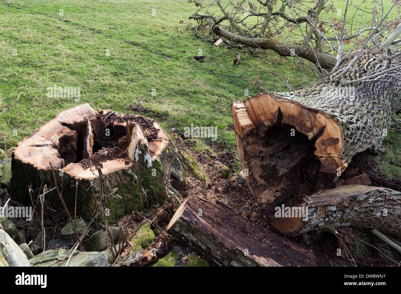 Esche mit Rot in der Mitte die wurde abgeholzt für Sicherheit Gründe County Durham UK hat Stockfoto