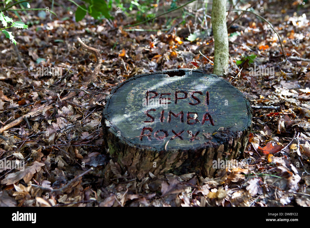 Ein Tierfriedhof in einem Wald Schecken im Sonnenlicht mit einer Baum-Stamm-Grabsteine mit 3 Kosename eingeschrieben. Stockfoto