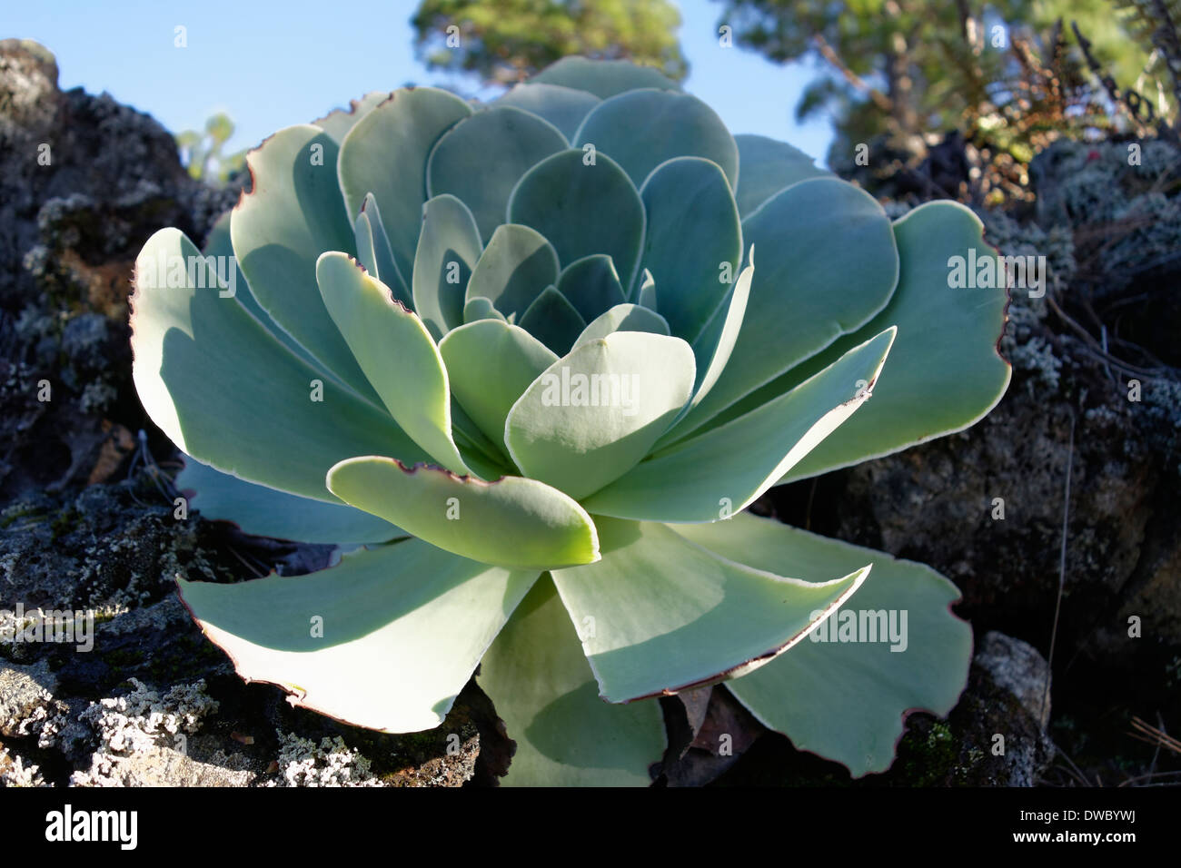 Spanien, Kanarische Inseln, La Palma, Stockfoto