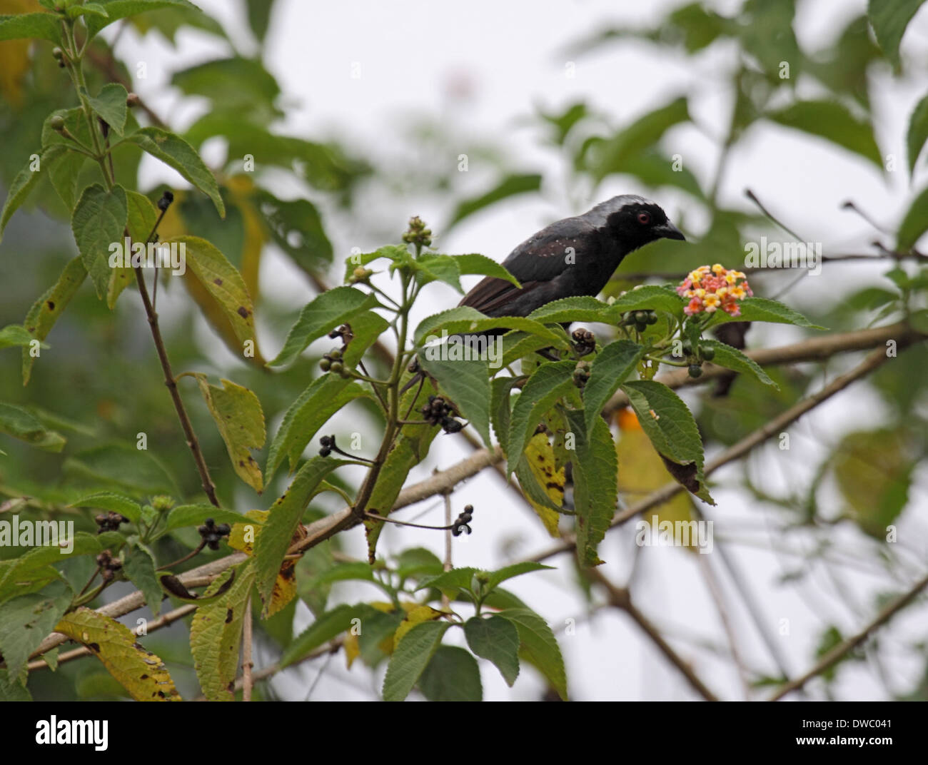 Grey-headed Negrofinch thront unter Laub der Blütenstrauch in Uganda Stockfoto