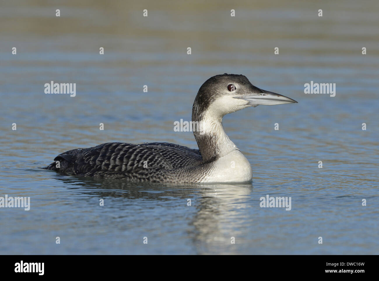 Great Northern Diver Gavia immer Stockfoto