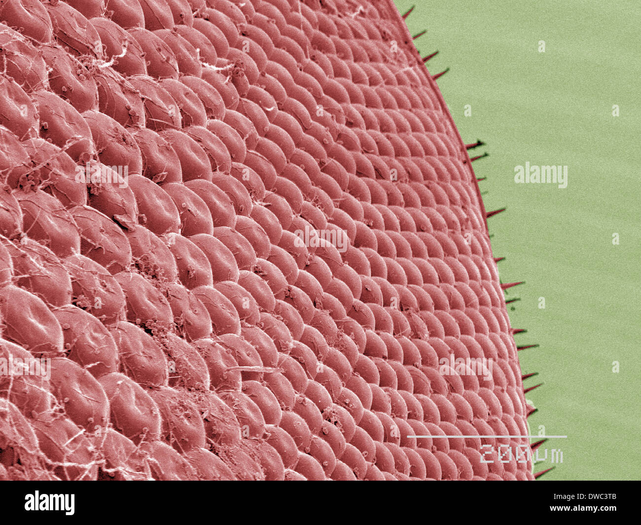 Farbige SEM Pferdebremse des Auges Stockfoto