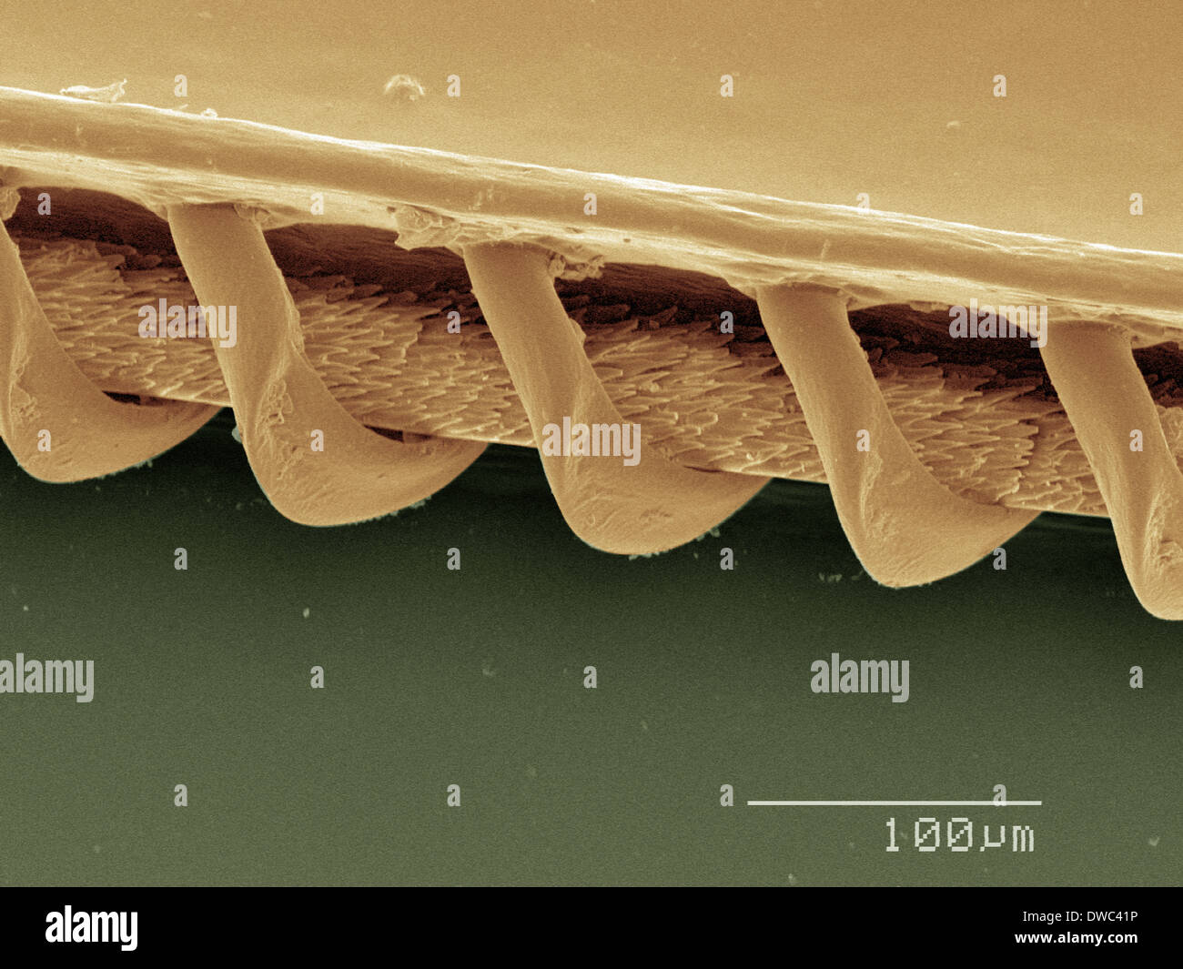 Farbige SEM der Wespe Flügel Stockfoto