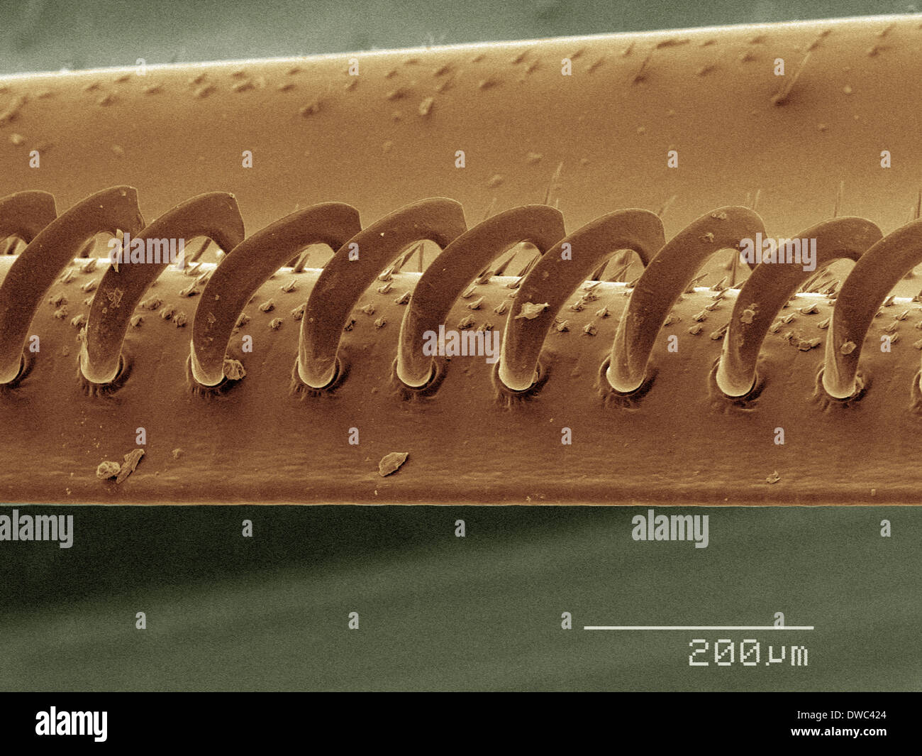 Farbige SEM der Wespe Flügel Stockfoto