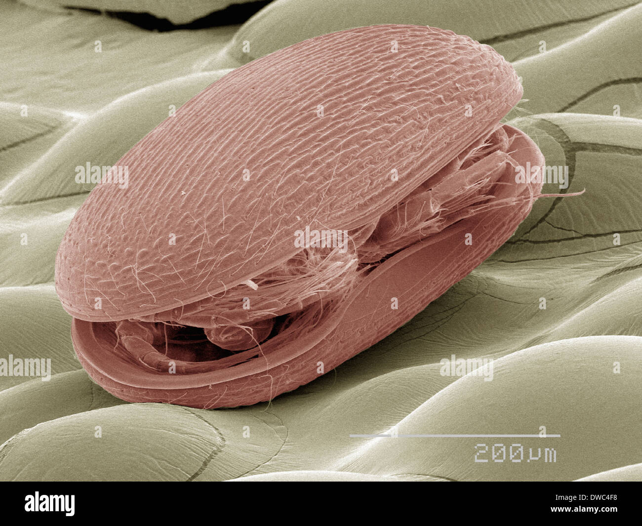 Farbige SEM von plankton Stockfoto