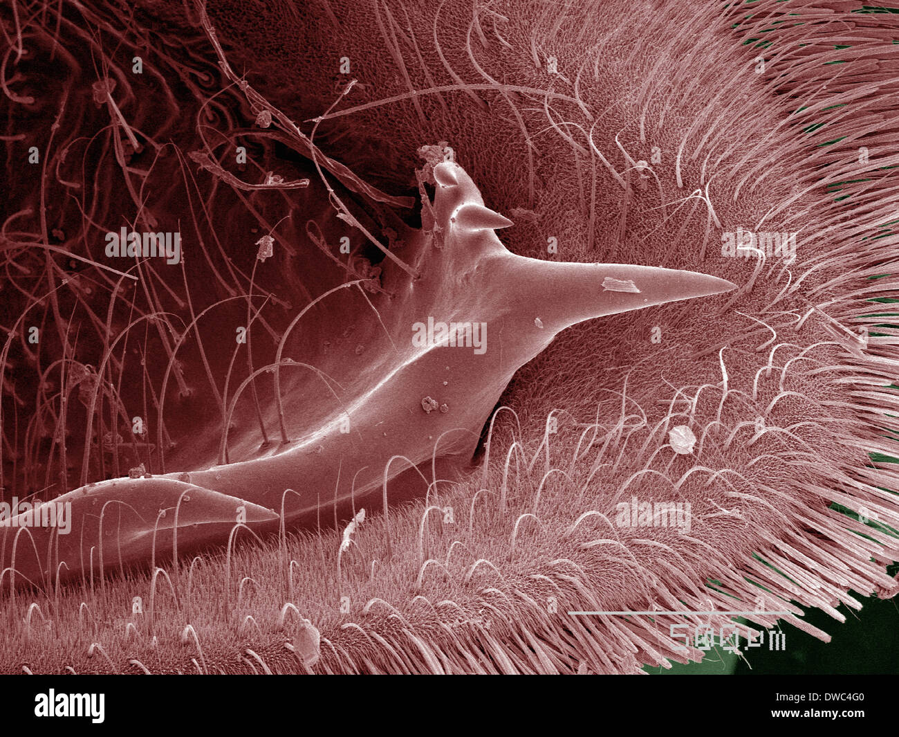 Farbige SEM der Schwalbenschwanz-Schmetterling Stockfoto