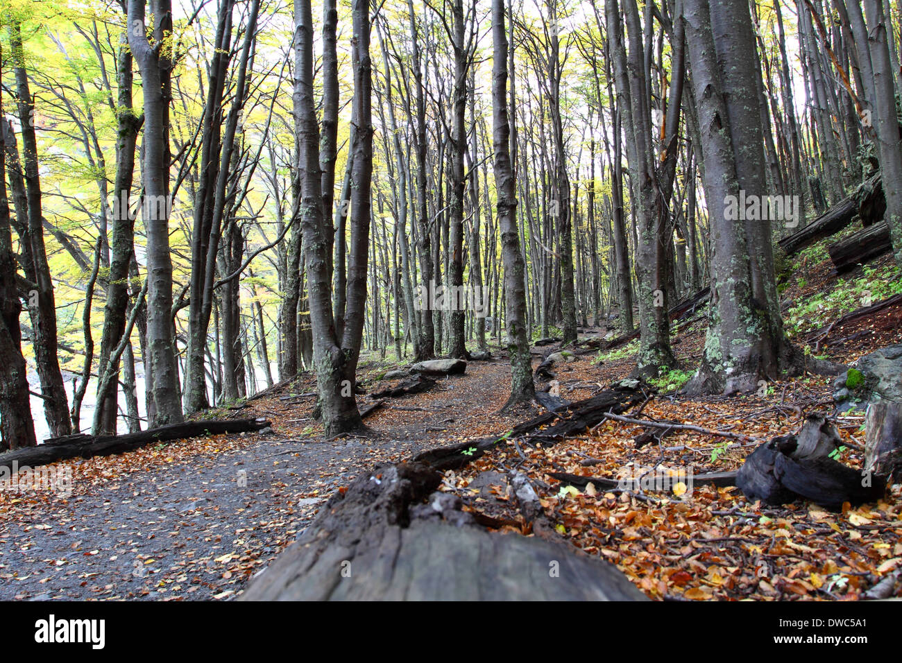 Torres del Paine Nationalpark - Patagonien, Chile Stockfoto