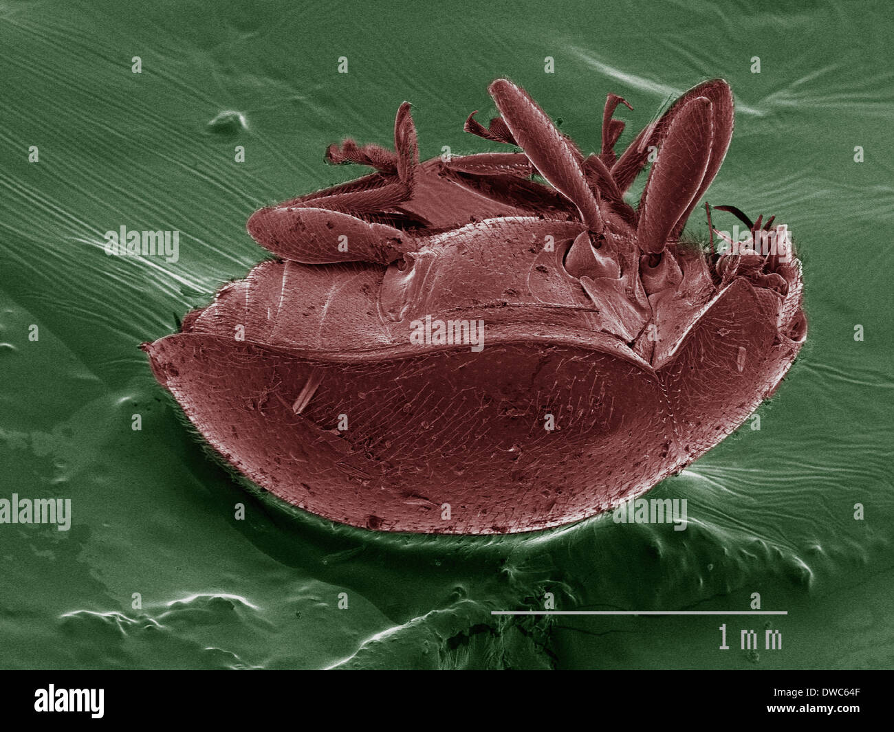 Farbige SEM der Käfer Stockfoto