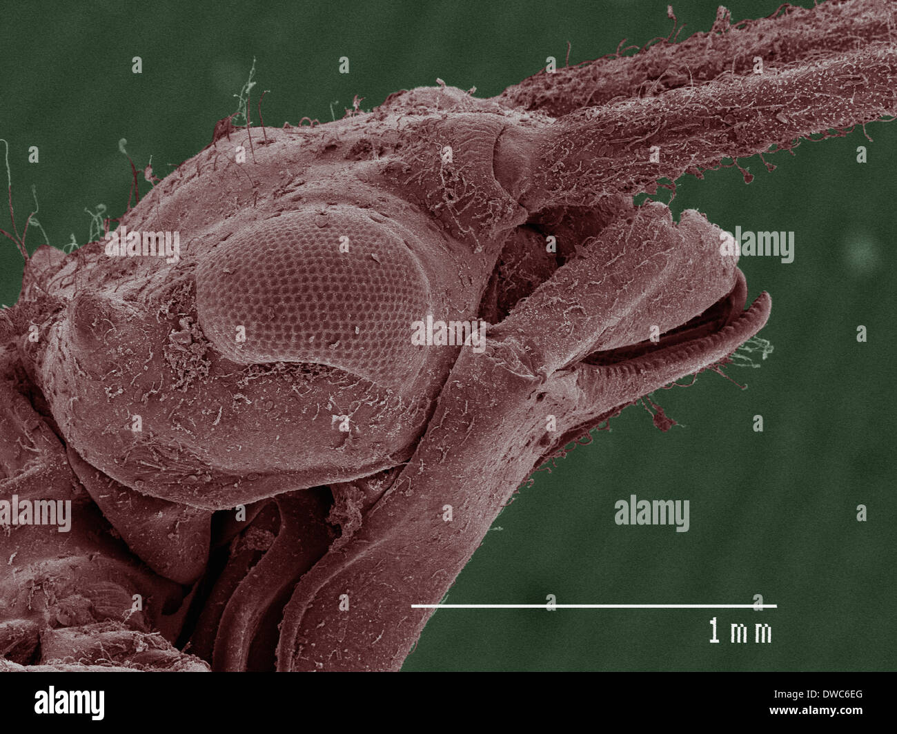 Farbige SEM der Damselfly (Calopterygidae) Stockfoto