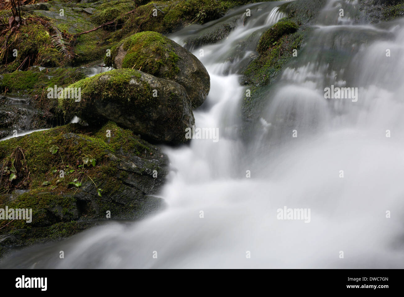 WASHINGTON - Moos bedeckt Felsen entlang den Ufern des kleinen Wasserfällen in Wallace Falls State Park in der Nähe von Goldbarren. Stockfoto