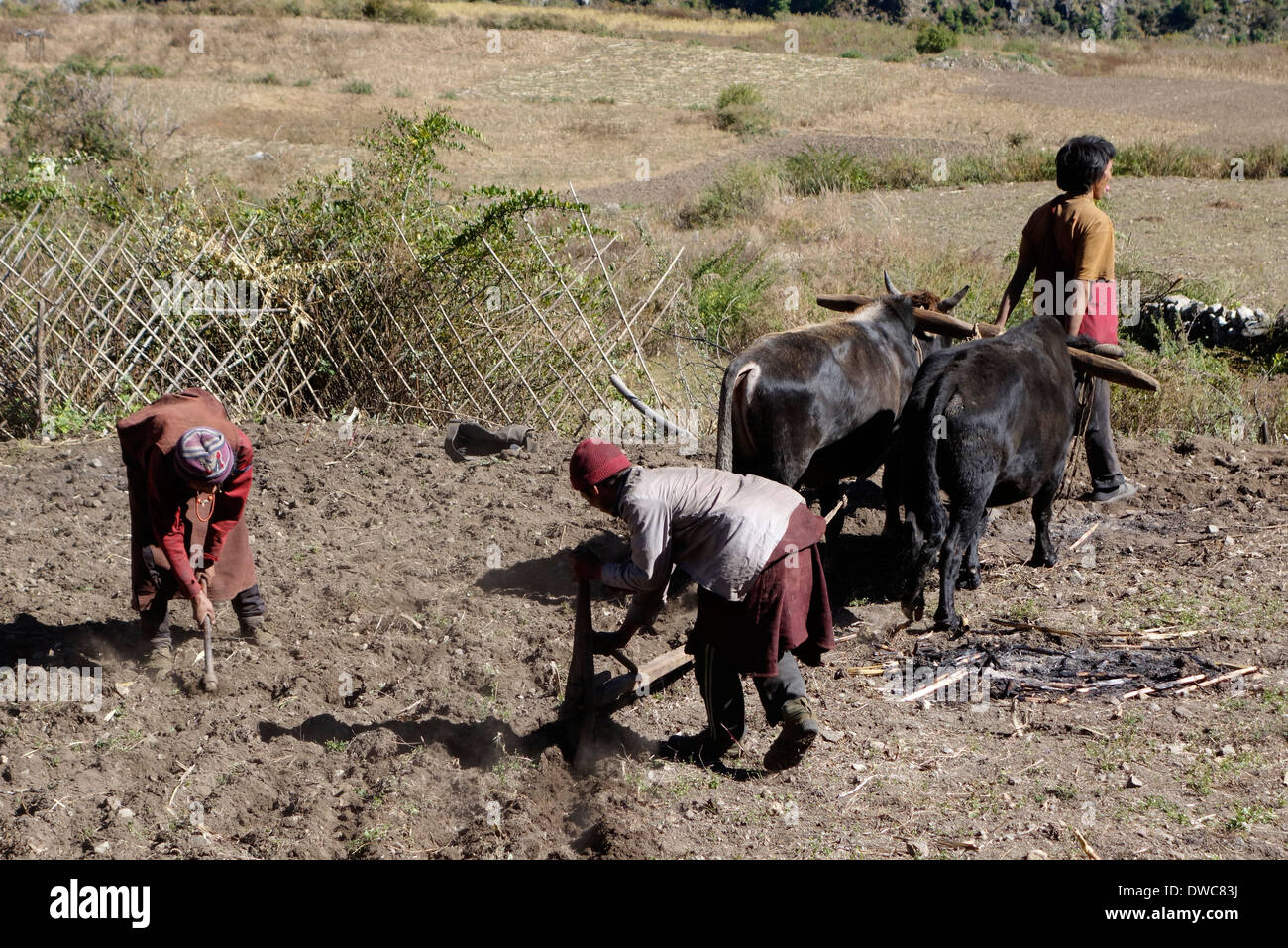 Dörfer mit Ochsen und Hand Werkzeuge in Prok, Nepal ein Feld zu pflügen. Stockfoto