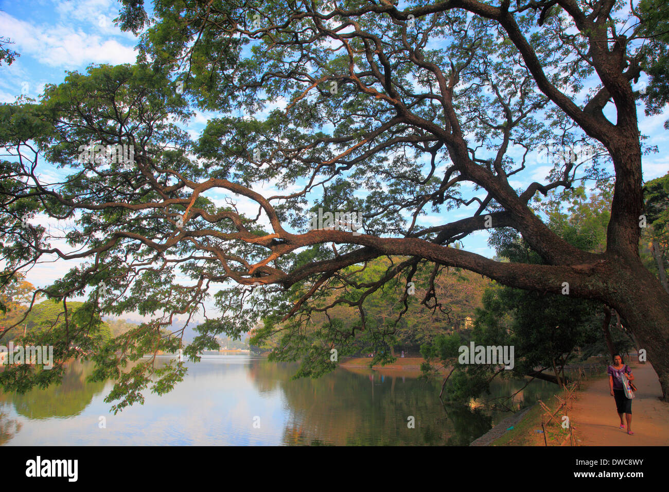 Sri Lanka; Kandy; See, Regen Baum, Unternehmen Saman, Stockfoto