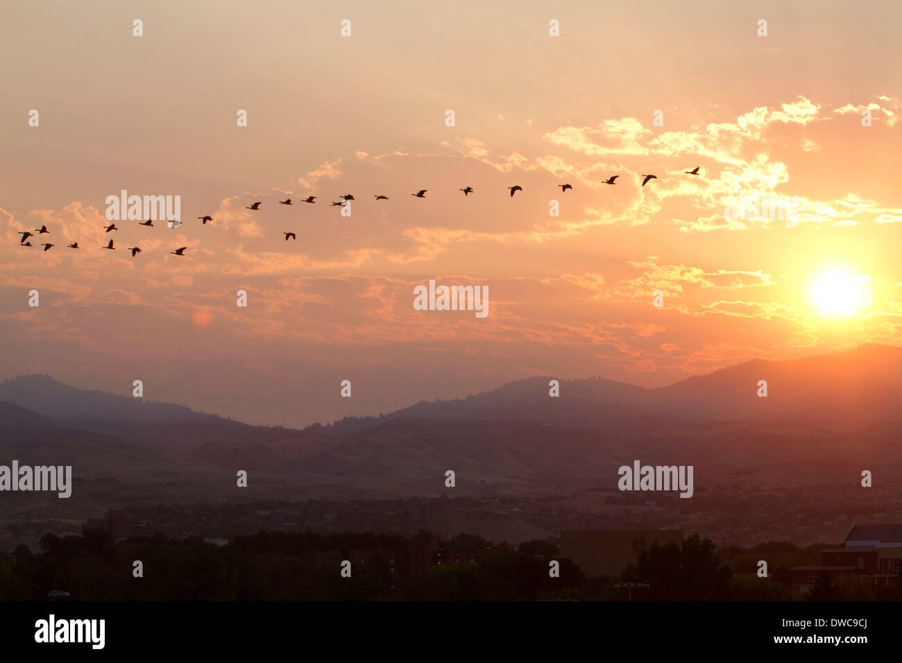 Ein Schwarm Gänse fliegen bei Sonnenaufgang in Boise, Idaho, USA. Stockfoto