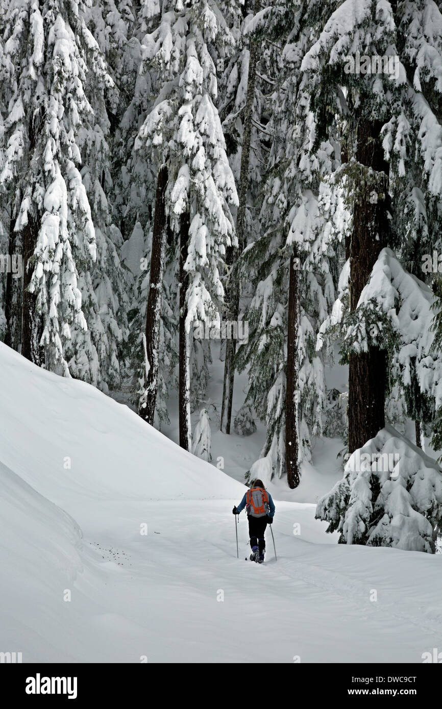 WASHINGTON - Skilangläufer leitet die schneebedeckte Straße auf den Gipfel des Berges Amabilis. Stockfoto