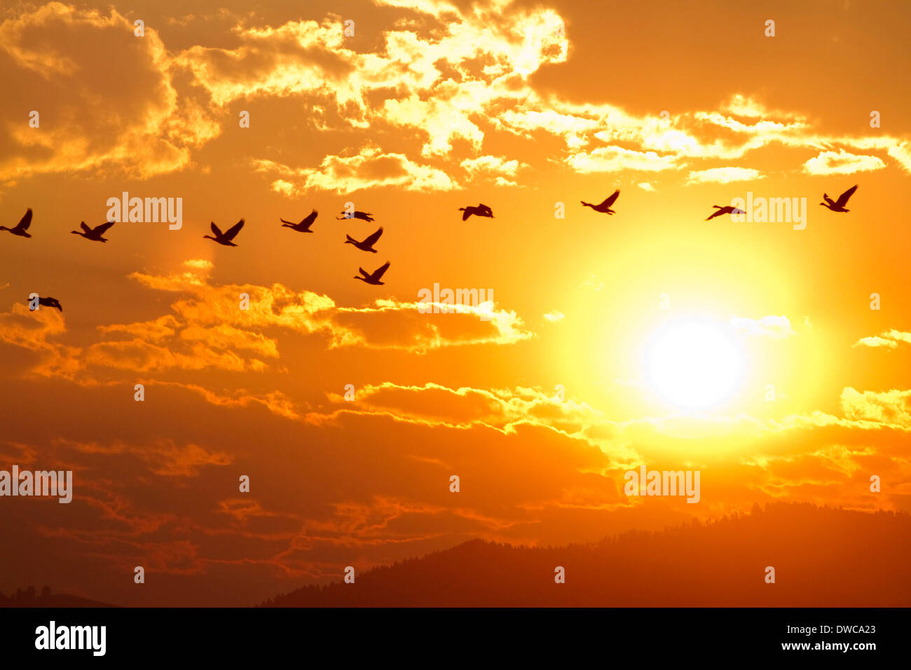 Ein Schwarm Gänse fliegen bei Sonnenaufgang in Boise, Idaho, USA. Stockfoto