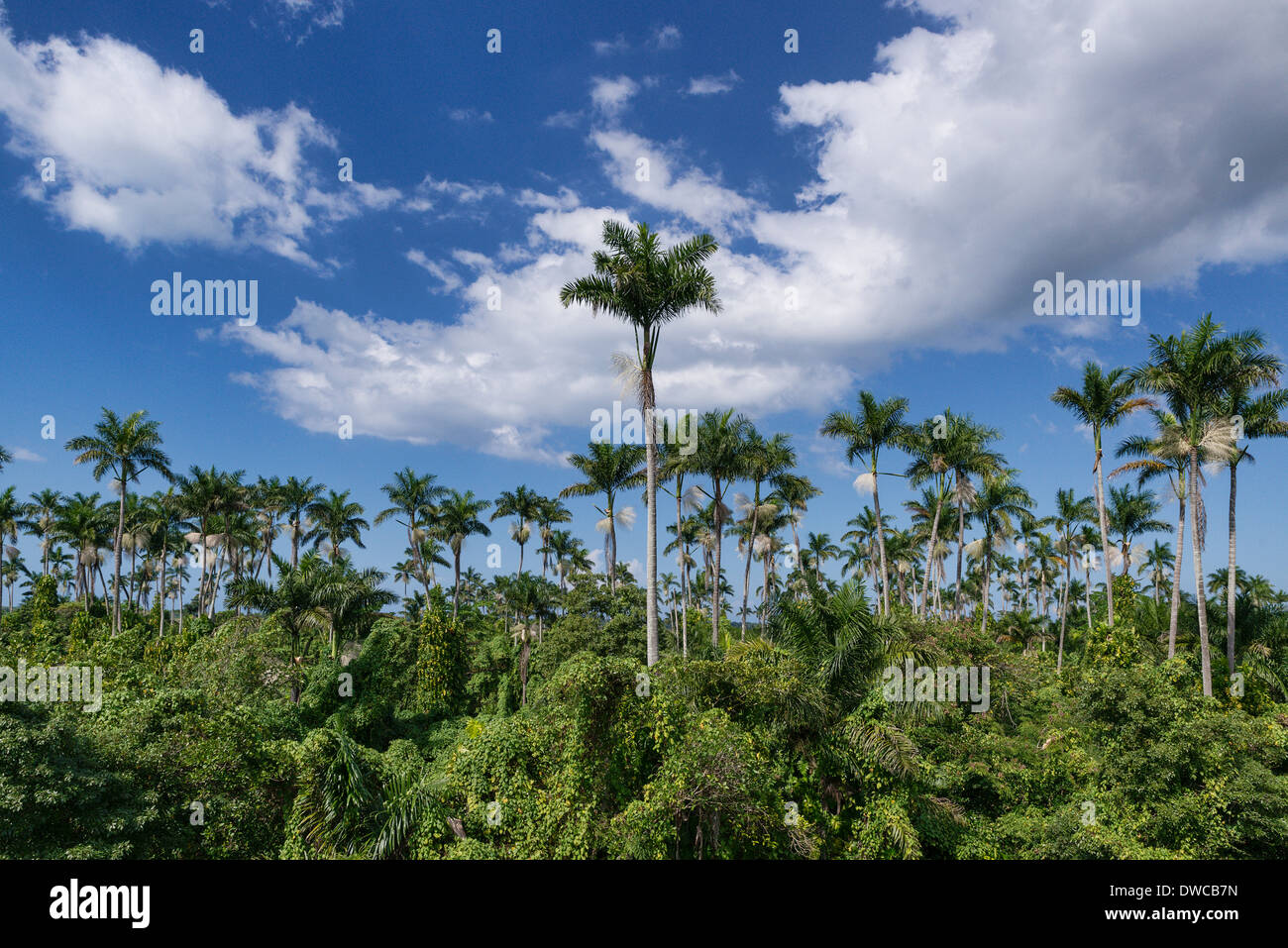 Royal Palm Reserve, Westmoreland Parish, Jamaika Stockfoto