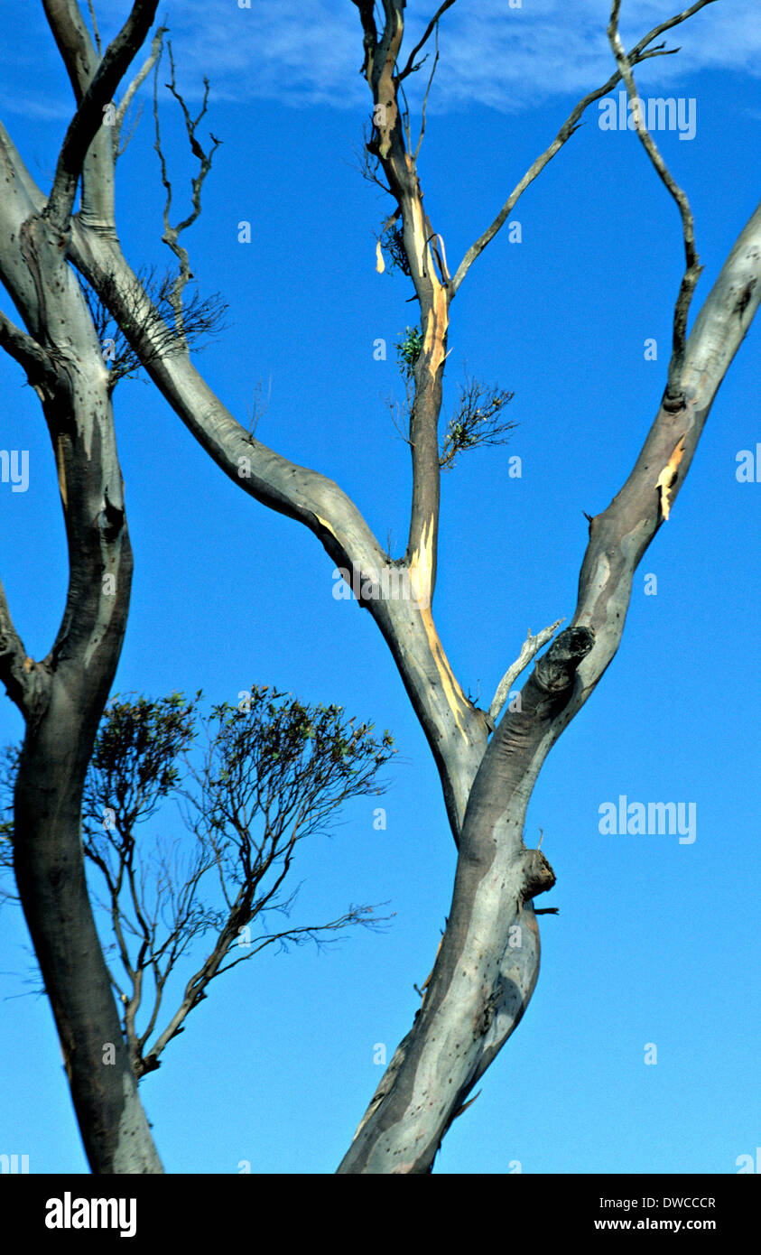 Pulver-bellte wandoo-Baum, gegen blauen Wolkenhimmel, Eukalyptus Accedens, Nordwest Australien. Stockfoto