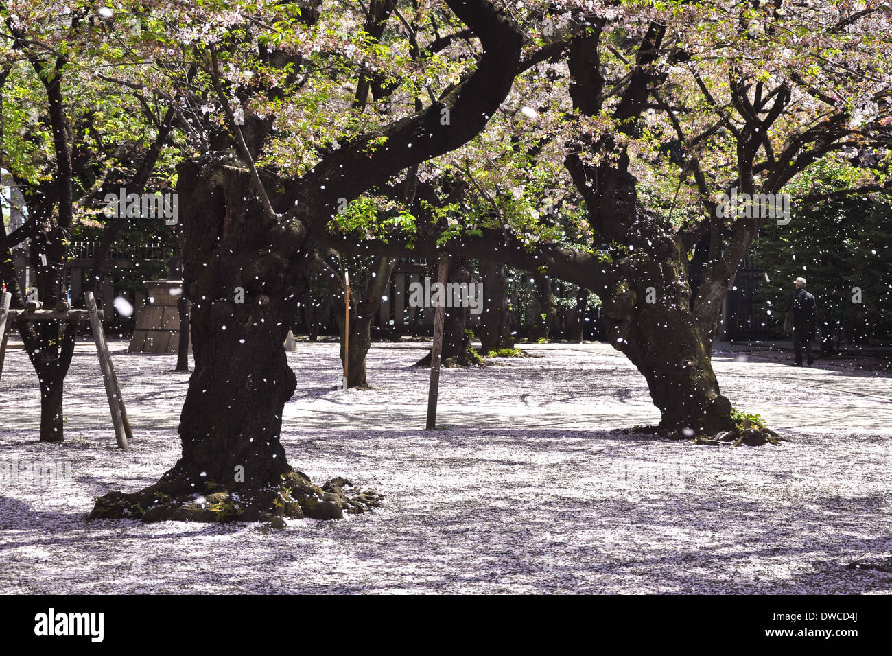 Hanami, Kirschbaum Blüte am Yasukuni-Schrein, Tokyo, Japan Stockfoto