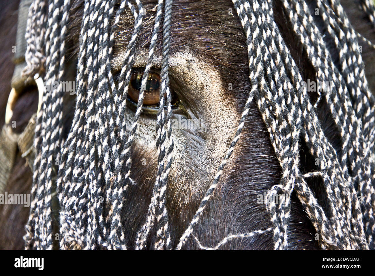 Auge eines Esels Stockfoto