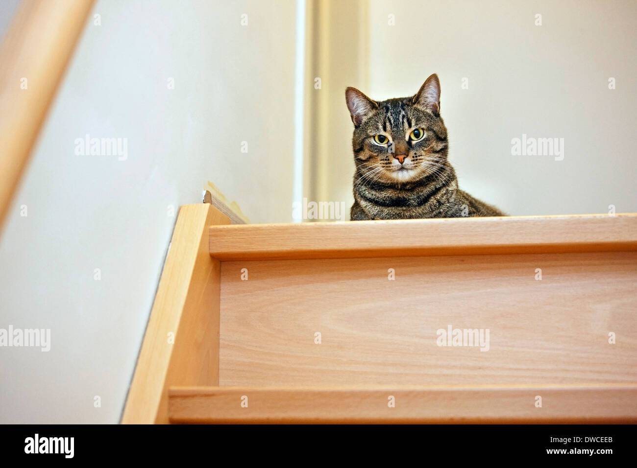 Hauskatze mit Makrele Tabby-Zeichnung liegen oben auf der Treppe im Haus Stockfoto