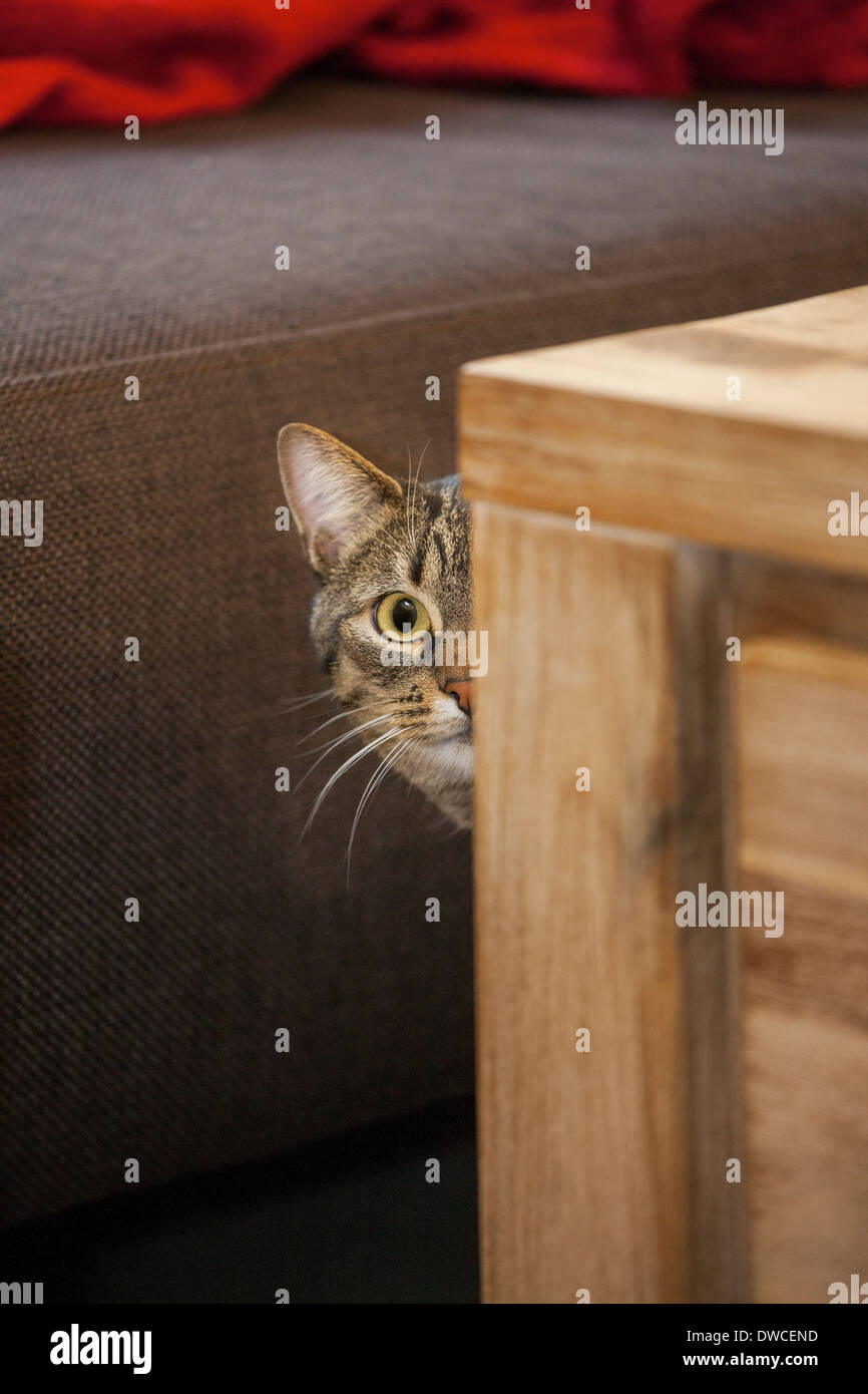 Schüchtern, aber neugierig Tabby Hauskatze spähen hinter Möbeln im Wohnzimmer im Haus Stockfoto
