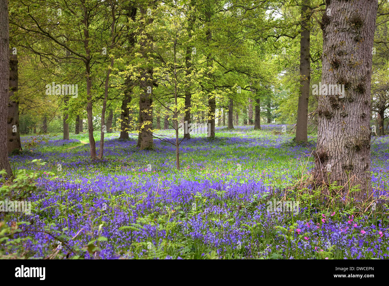 Bluebell Teppich in Waldgebieten Stockfoto