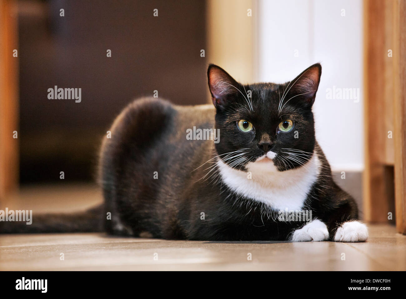 Porträt von Tuxedo Katze, bicolor Hauskatze mit einem weißen und schwarzen Mantel, auf dem Boden im Haus Stockfoto