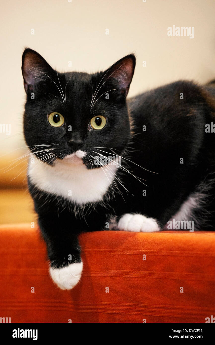 Nahaufnahme von Tuxedo Katze, bicolor Hauskatze mit einem weißen und schwarzen Mantel ruht auf Möbel im Wohnzimmer im Haus Stockfoto