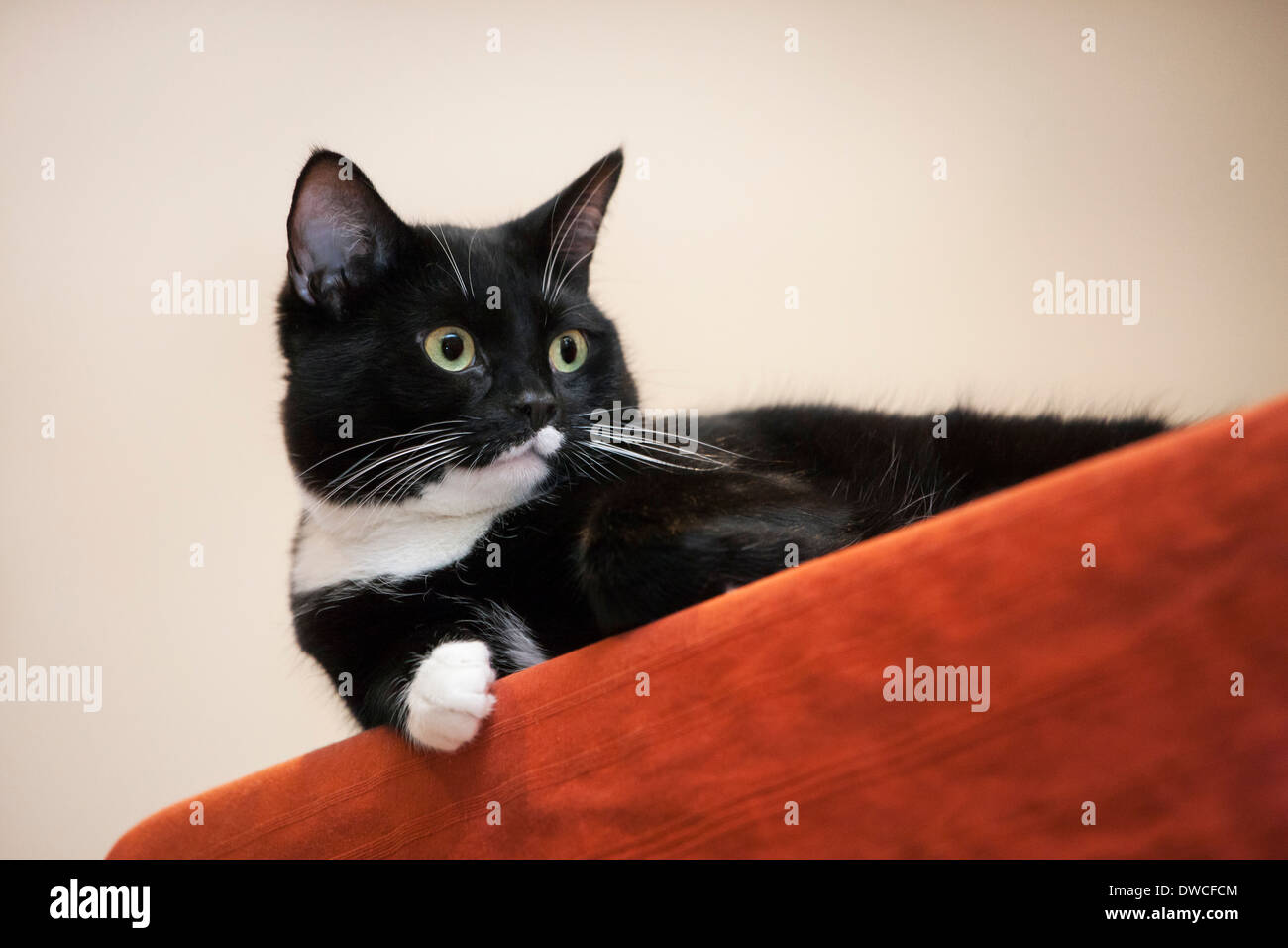 Nahaufnahme von Tuxedo Katze, bicolor Hauskatze mit einem weißen und schwarzen Mantel ruht auf Möbel im Wohnzimmer im Haus Stockfoto