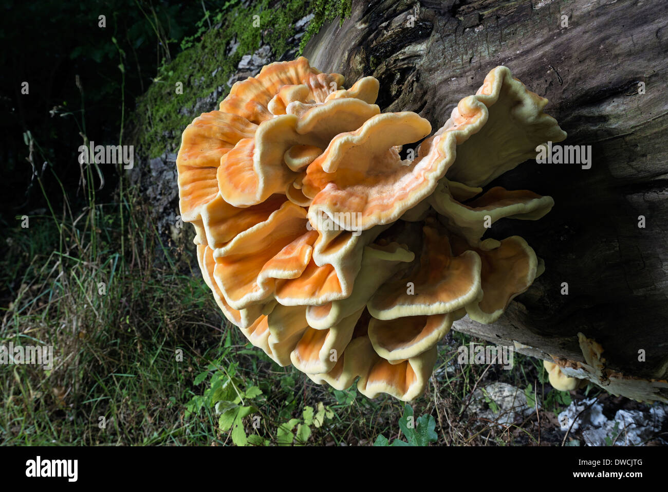 Laetiporus Sulphureus Schwefel Regal Huhn des Waldes Stockfoto