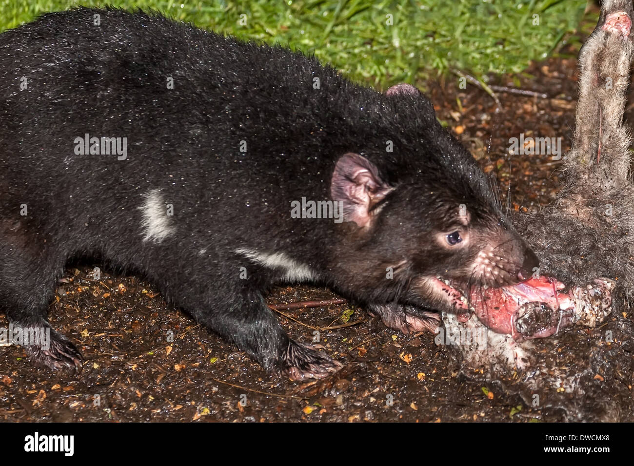 Gesunder, aber erloschter Tasmanischer Teufel, in Gefangenschaft, Tasmanien, Australien Stockfoto