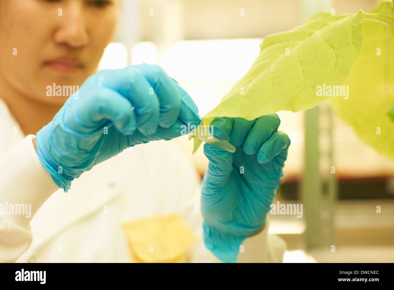 Wissenschaftlerin Pflanze Probenahme im Labor Stockfoto