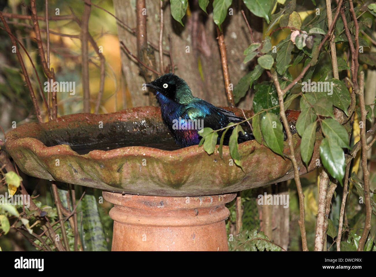 Rupells Long-tailed glänzend Starling Baden in Uganda Stockfoto