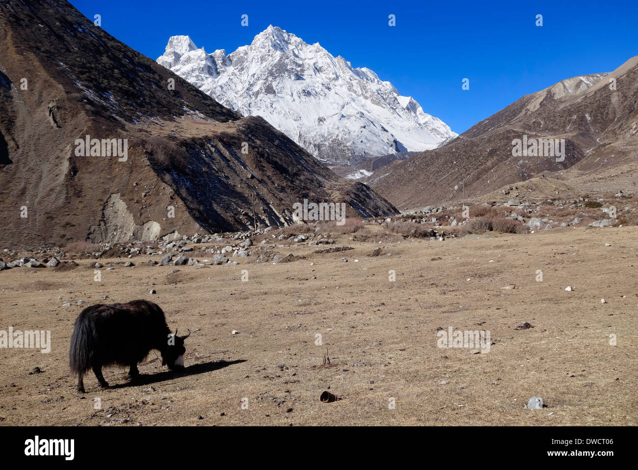 Yaks grasen auf hohe Wiese in der Manaslu Region des Bereichs Himalaya in Nepal. Stockfoto